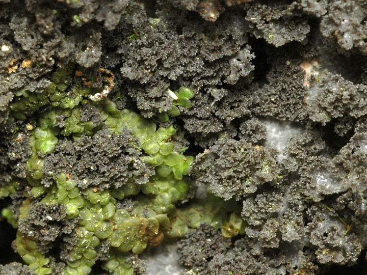 Sticta dufourei