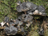 Sticta dufourei