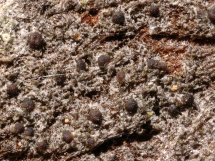 Strangospora pinicola
