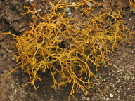 Teloschistes flavicans