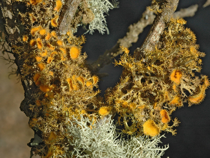 Teloschistes chrysophthalmus