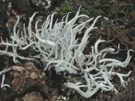 Thamnolia vermicularis