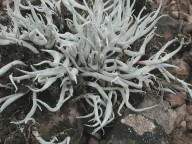 Thamnolia vermicularis