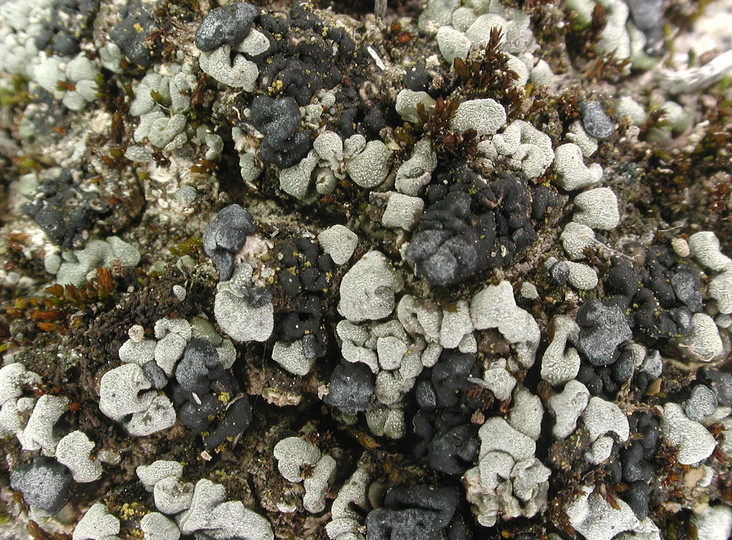 Toninia sedifolia