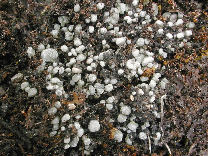 Toninia sedifolia