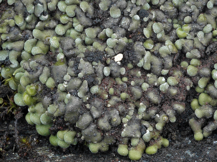 Toninia sedifolia