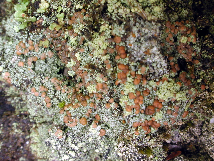 Trapeliopsis granulosa