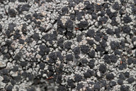 Trapeliopsis granulosa