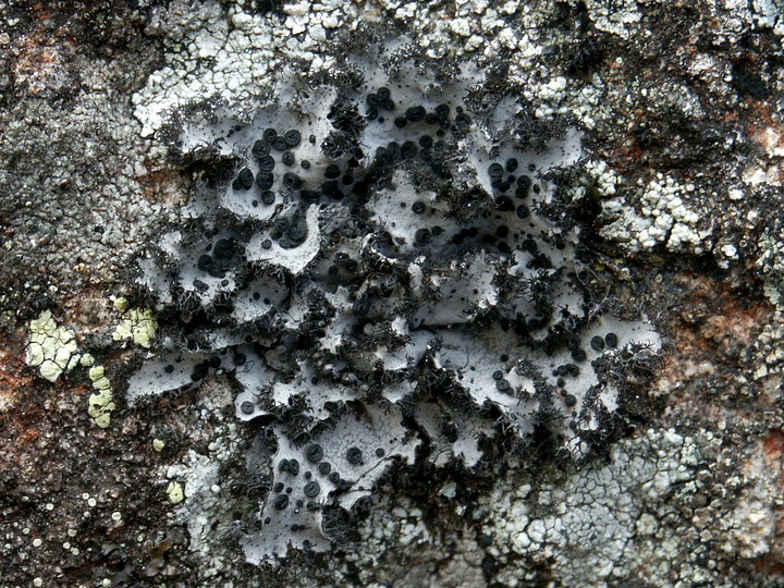 Umbilicaria cylindrica