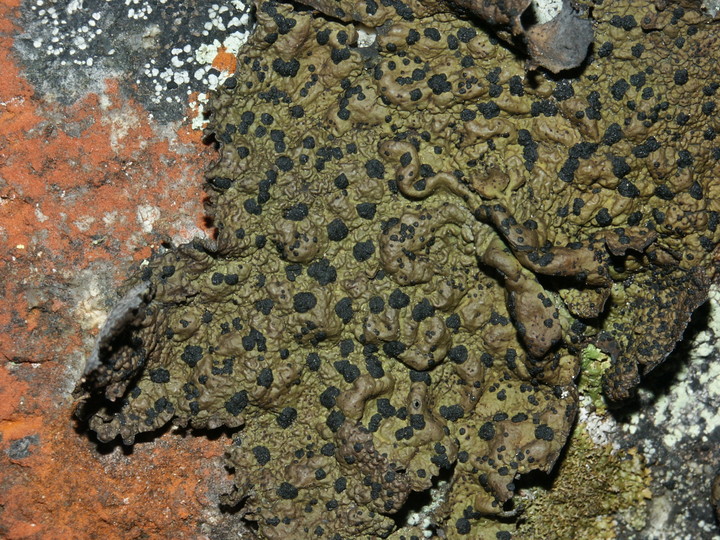 Umbilicaria hyperborea