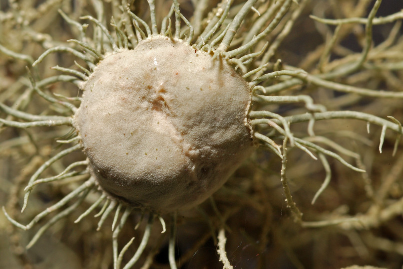 Usnea subfloridana