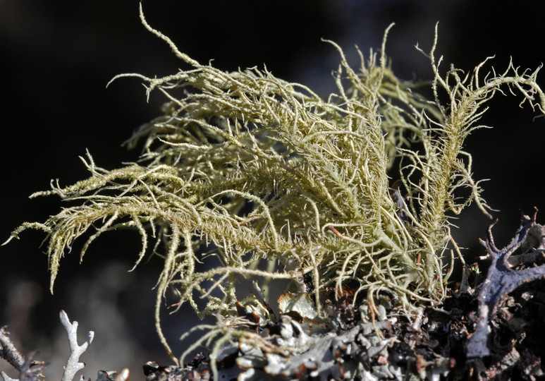 Usnea hirta