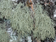 Usnea subfloridana