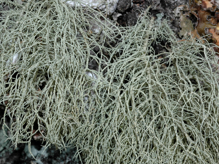 Usnea subfloridana