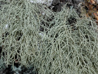 Usnea subfloridana