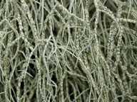 Usnea subfloridana