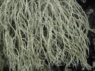 Usnea subfloridana