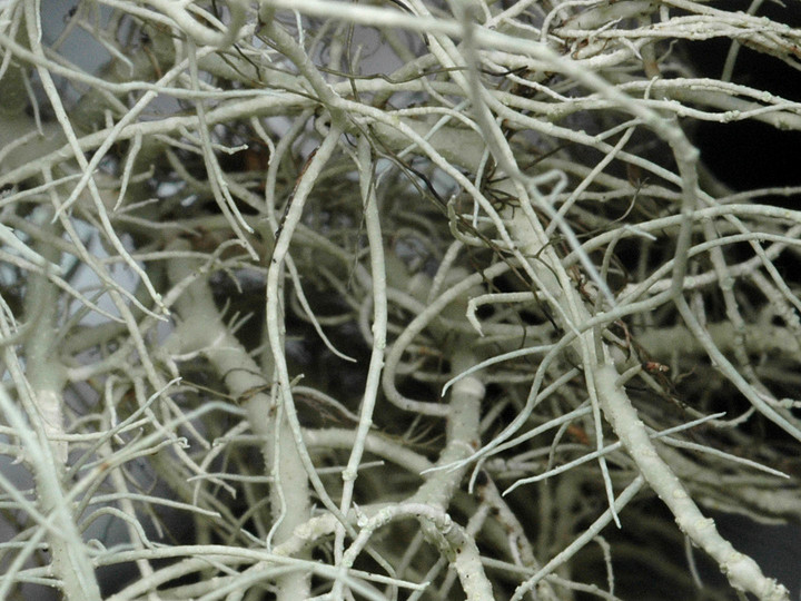 Usnea glabrescens