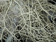 Usnea glabrescens