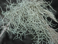 Usnea glabrescens