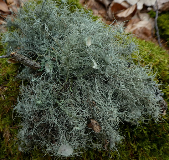 Usnea florida