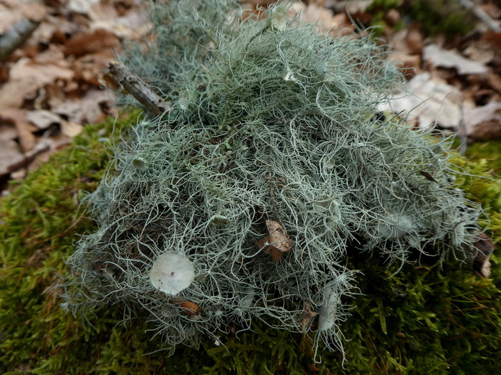 Usnea florida