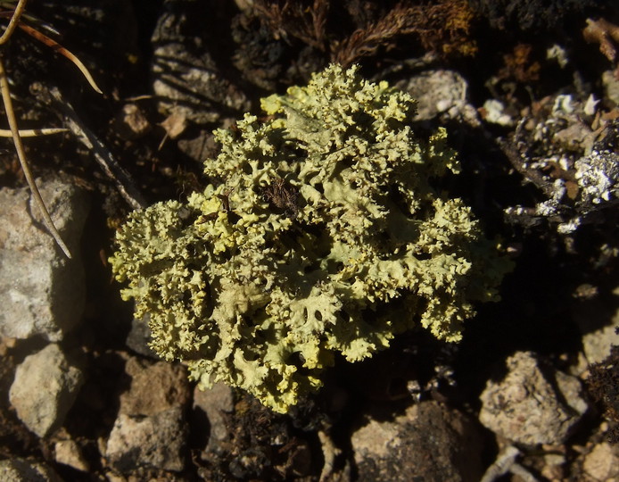 Vulpicida tubulosus