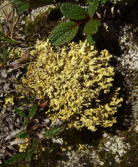 Vulpicida tubulosus