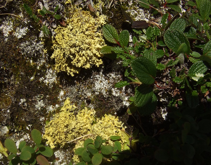 Vulpicida tubulosus