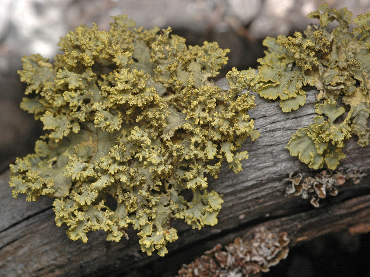 Vulpicida juniperinus