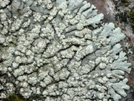 Xanthoparmelia mougeotii