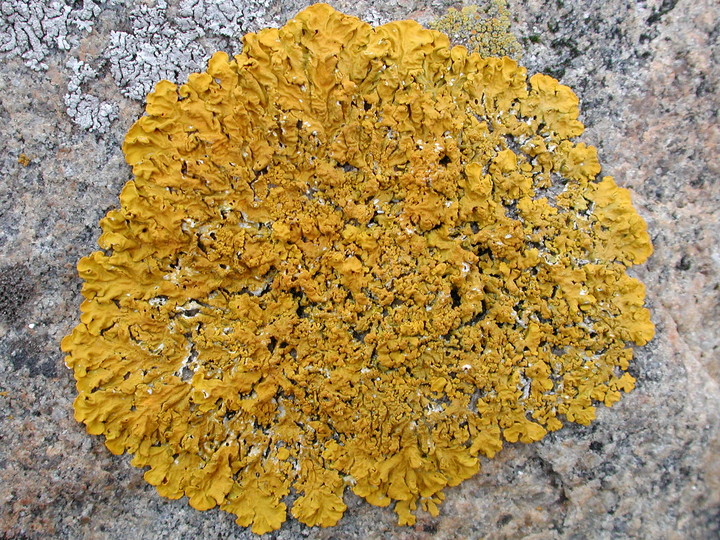 Xanthoria parietina