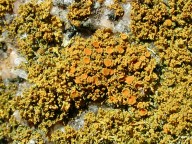 Xanthoria candelaria