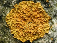 Xanthoria parietina