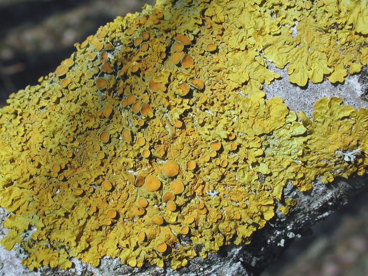 Xanthoria parietina