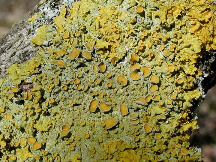 Xanthoria parietina