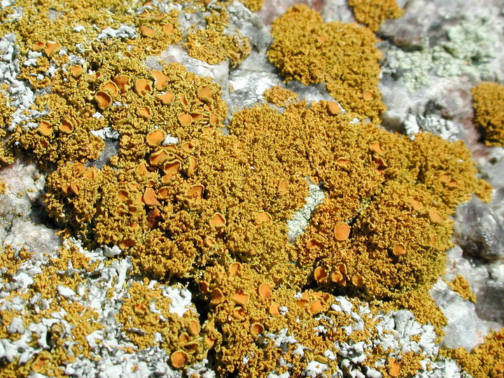 Xanthoria candelaria