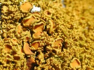 Xanthoria candelaria