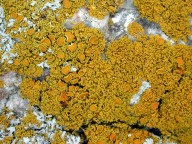 Xanthoria candelaria