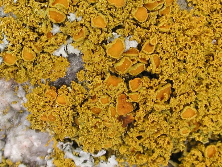 Xanthoria candelaria