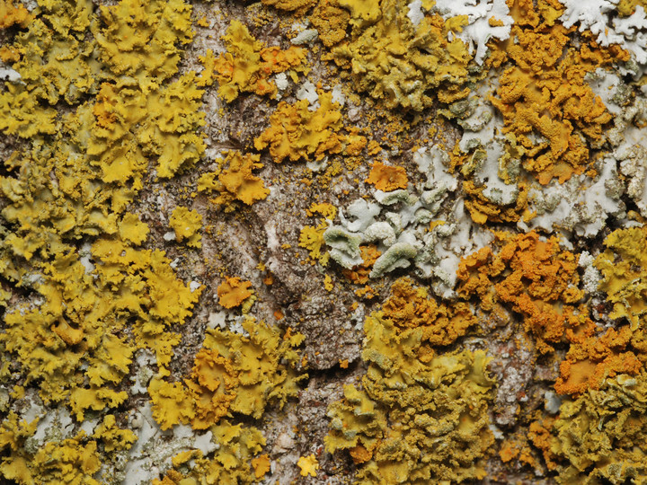 Xanthoria poeltii