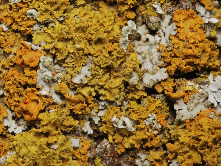 Xanthoria fulva