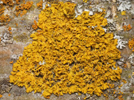 Xanthoria poeltii