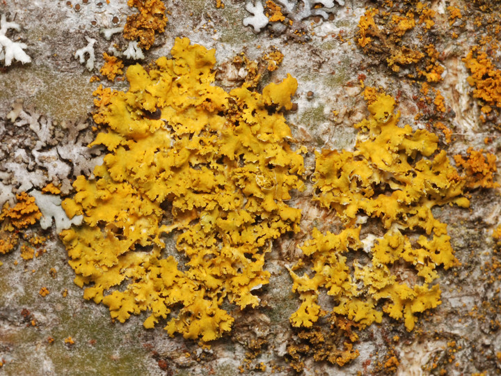 Xanthoria poeltii