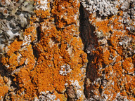 Xanthoria fulva