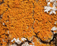 Xanthoria fulva