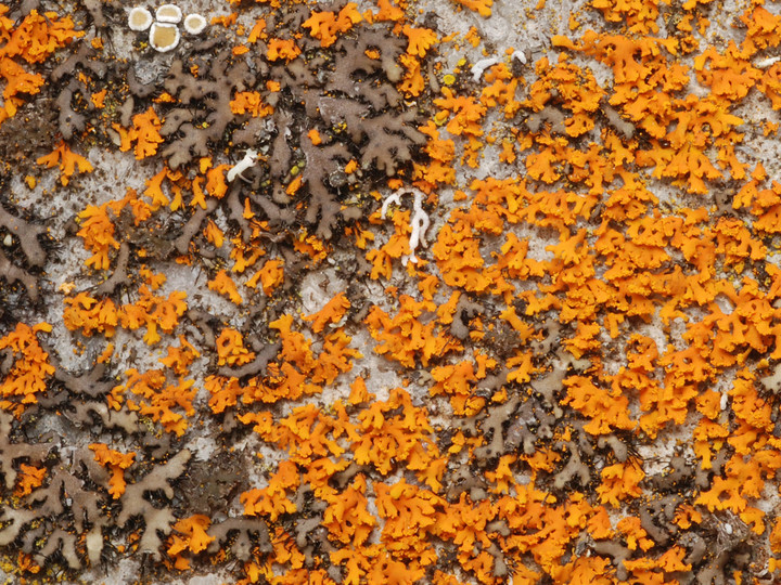 Xanthoria fulva