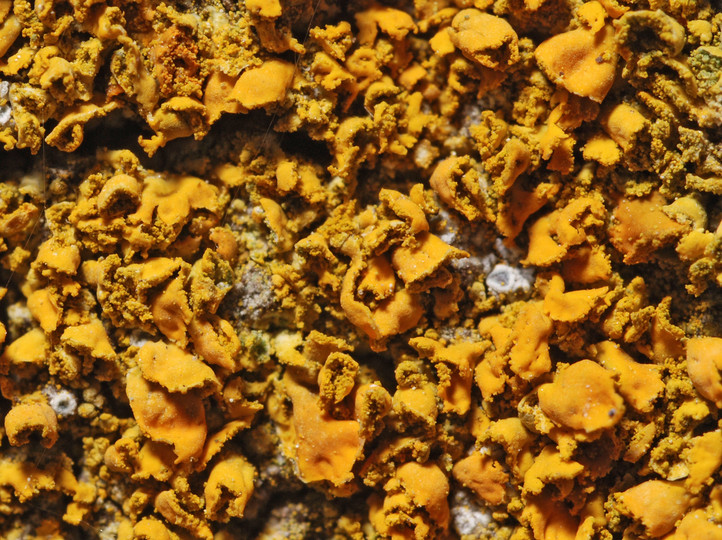 Xanthoria fulva