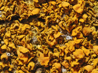 Xanthoria fulva