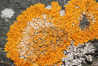 Xanthoria sorediata